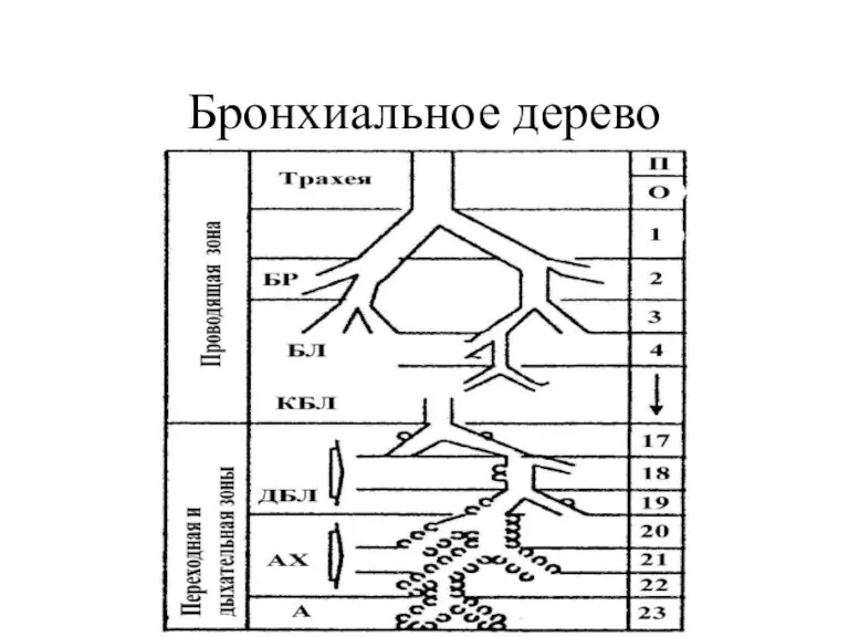 Бронхиальное дерево