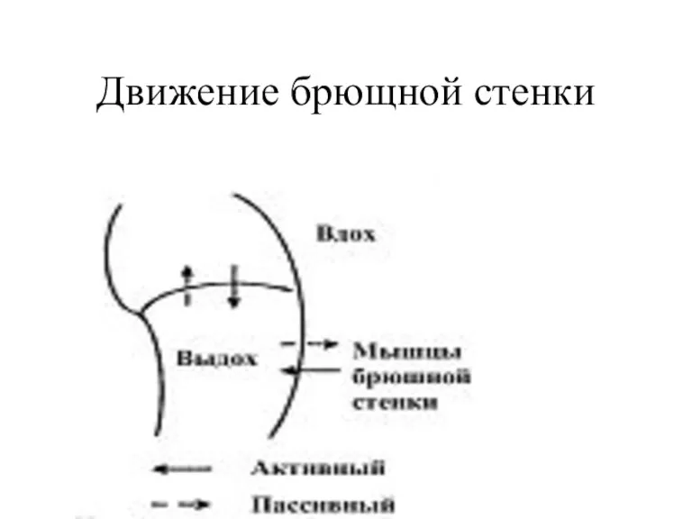 Движение брющной стенки