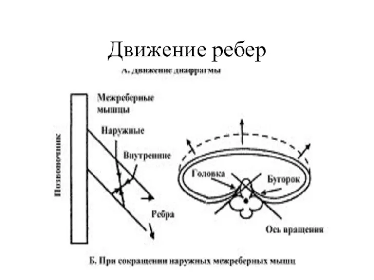 Движение ребер