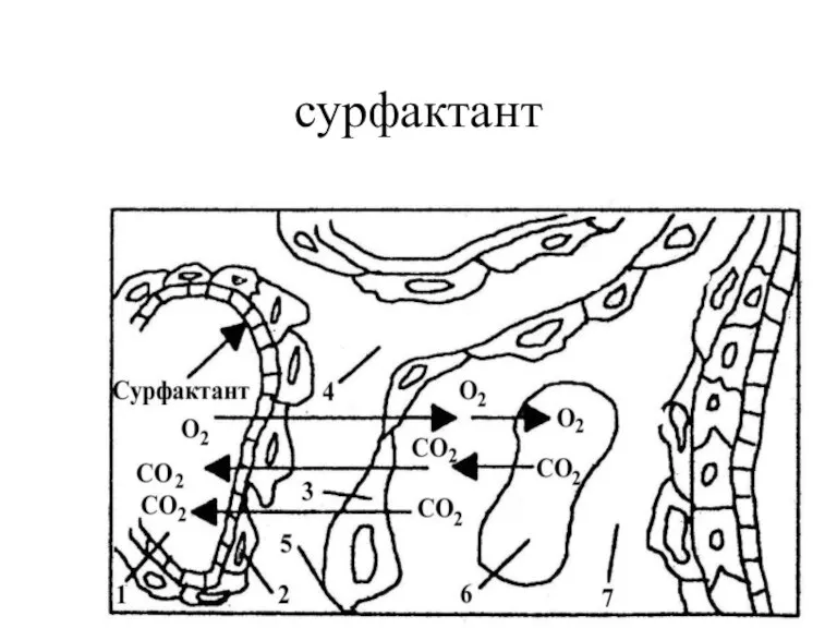 сурфактант