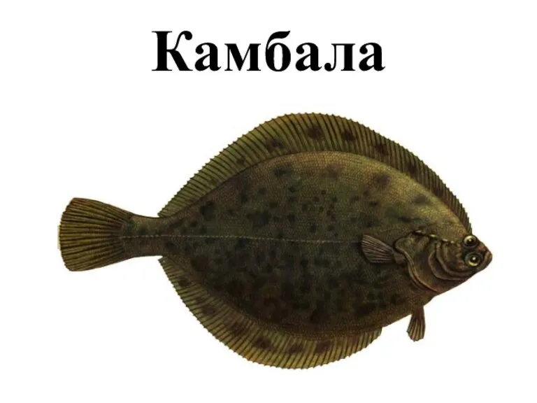 Камбала