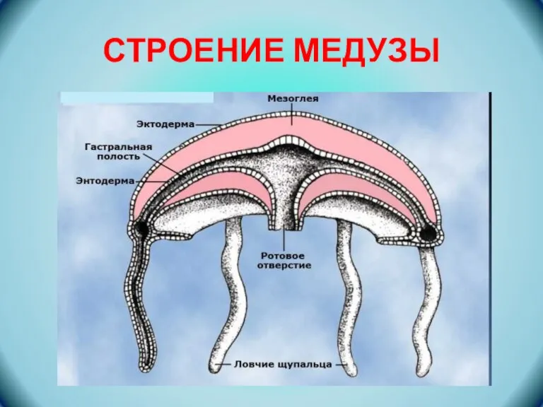 СТРОЕНИЕ МЕДУЗЫ