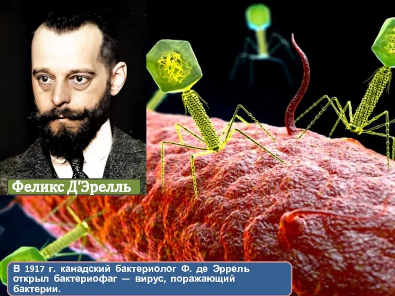 В 1917 г. канадский бактериолог Ф. де Эррель открыл бактериофаг — вирус, поражающий бактерии. Феликс Д'Эрелль