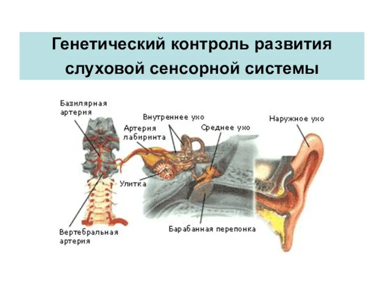 Генетический контроль развития слуховой сенсорной системы