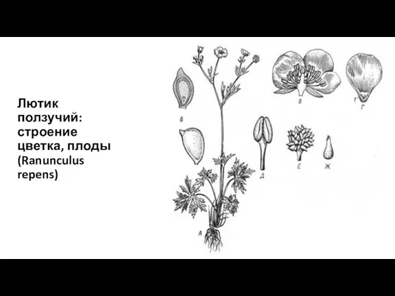 Лютик ползучий: строение цветка, плоды (Ranunculus repens)