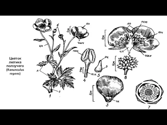 Цветок лютика ползучего (Ranunculus repens)