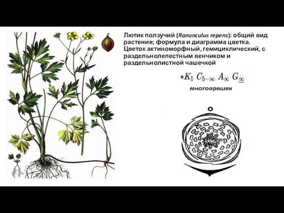 Лютик ползучий (Ranunculus repens): общий вид растения; формула и диаграмма цветка. Цветок