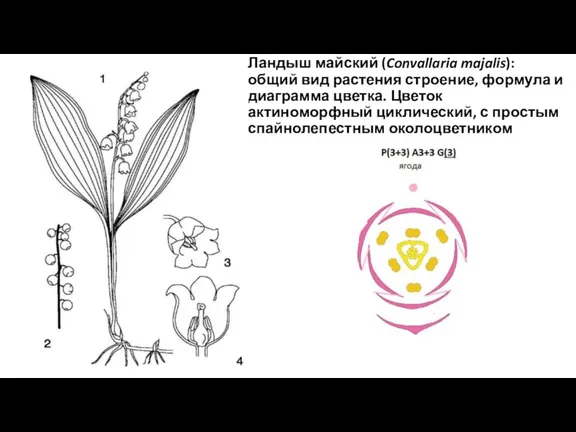 Ландыш майский (Convallaria majalis): общий вид растения строение, формула и диаграмма цветка.