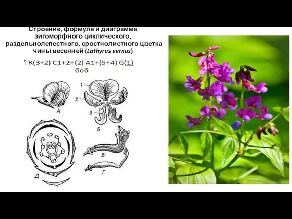 Строение, формула и диаграмма зигоморфного циклического, раздельнолепестного, сростнолистного цветка чины весенней (Lathyrus vernus)