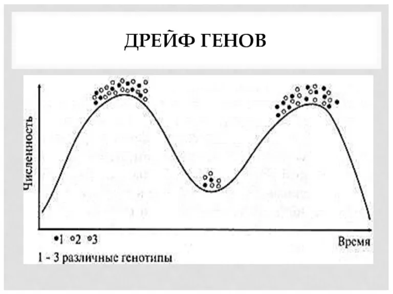 ДРЕЙФ ГЕНОВ