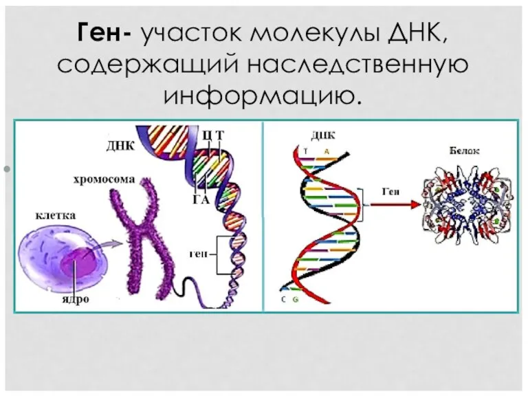 Ген- участок молекулы ДНК, содержащий наследственную информацию. .