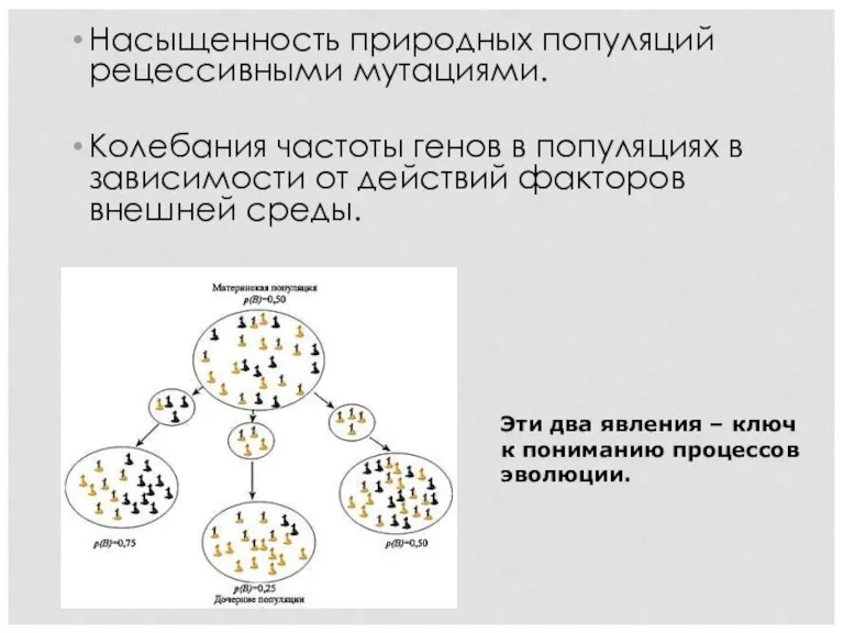 Насыщенность природных популяций рецессивными мутациями. Колебания частоты генов в популяциях в зависимости