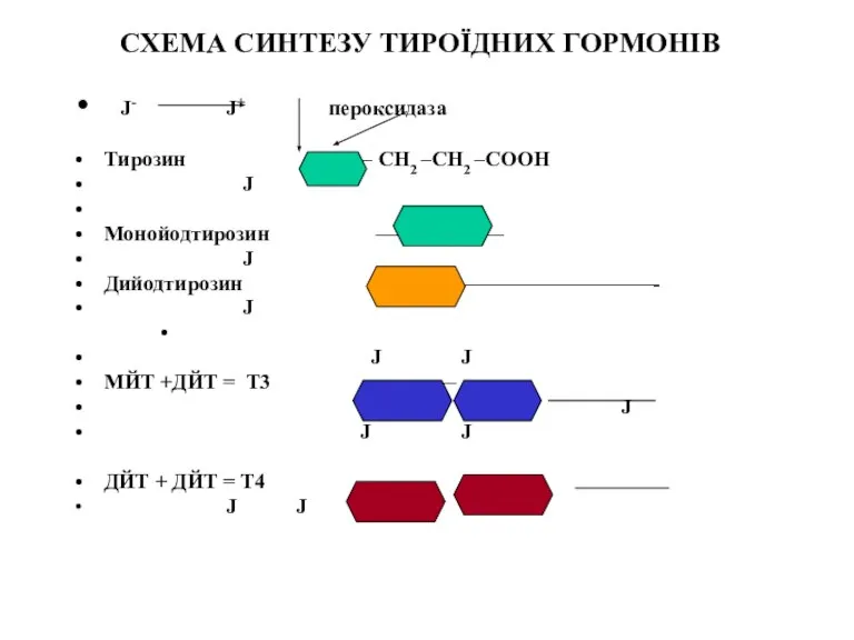 CХЕМА СИНТЕЗУ ТИРОЇДНИХ ГОРМОНІВ J- J+ пероксидаза Тирозин – CH2 –CH2 –COOH