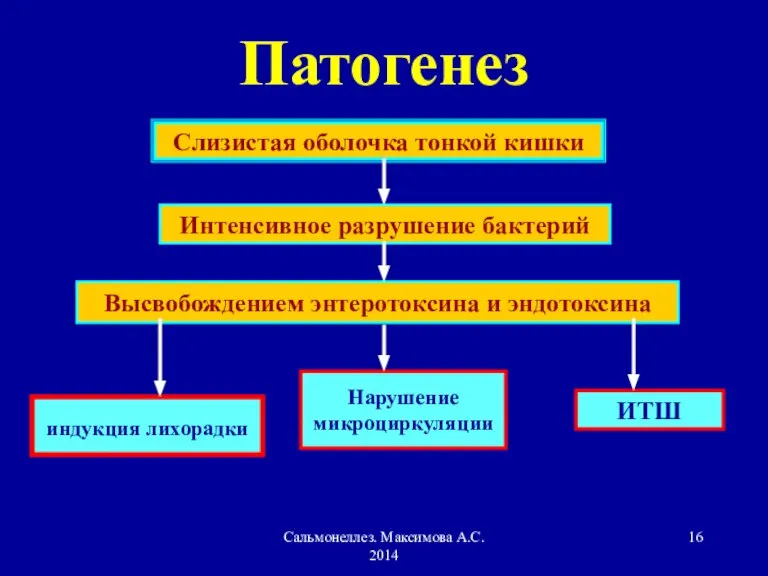 Сальмонеллез. Максимова А.С. 2014 Патогенез Слизистая оболочка тонкой кишки Интенсивное разрушение бактерий