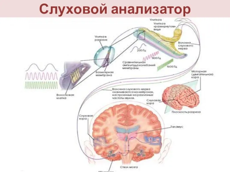 Слуховой анализатор