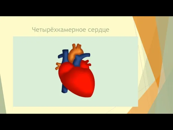 Четырёхкамерное сердце
