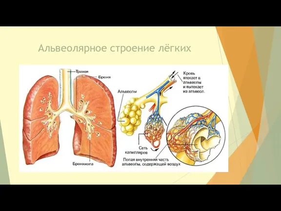 Альвеолярное строение лёгких