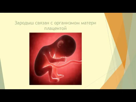Зародыш связан с организмом матери плацентой