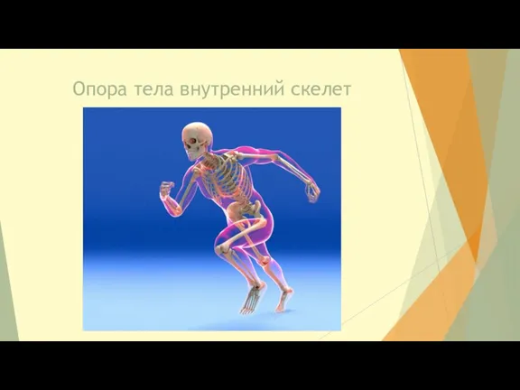 Опора тела внутренний скелет
