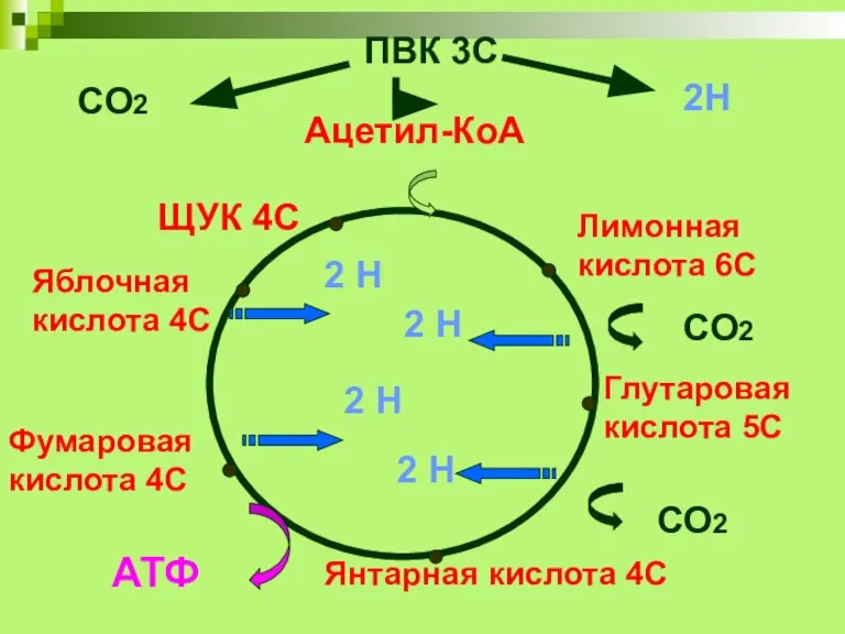 ПВК 3С Ацетил-КоА 2С Лимонная кислота 6С Глутаровая кислота 5С Янтарная кислота