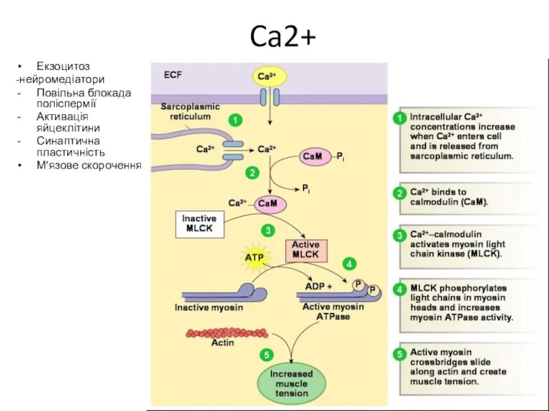 Ca2+ Екзоцитоз -нейромедіатори Повільна блокада поліспермії Активація яйцеклітини Синаптична пластичність М’язове скорочення