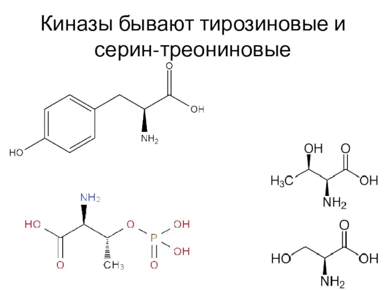 Киназы бывают тирозиновые и серин-треониновые