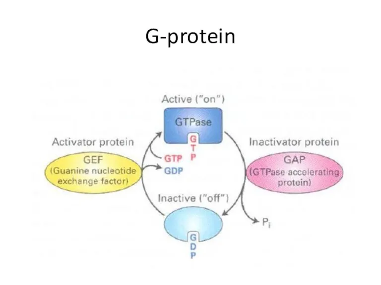 G-protein