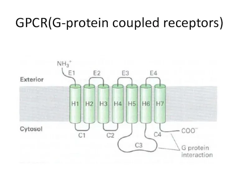 GPCR(G-protein coupled receptors)