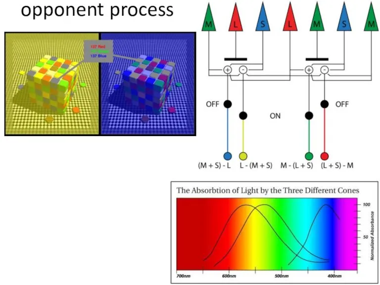 opponent process