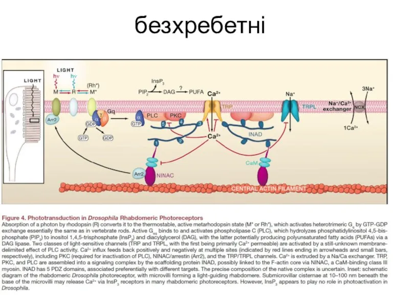 безхребетні