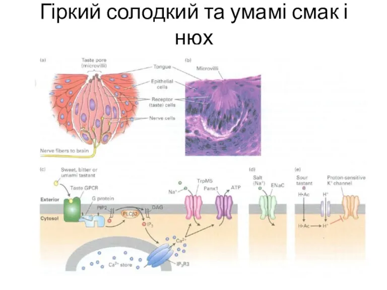 Гіркий солодкий та умамі смак і нюх