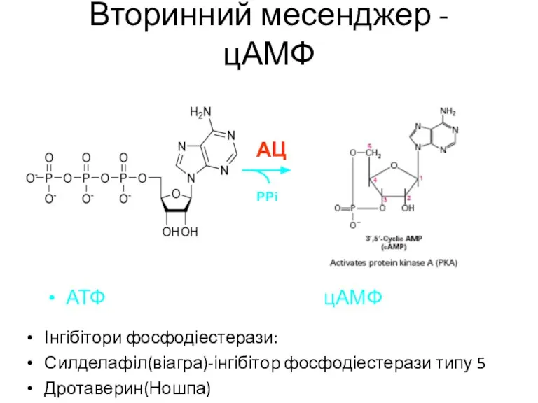 Вторинний месенджер - цАМФ Інгібітори фосфодіестерази: Силделафіл(віагра)-інгібітор фосфодіестерази типу 5 Дротаверин(Ношпа) АТФ цАМФ РРі АЦ