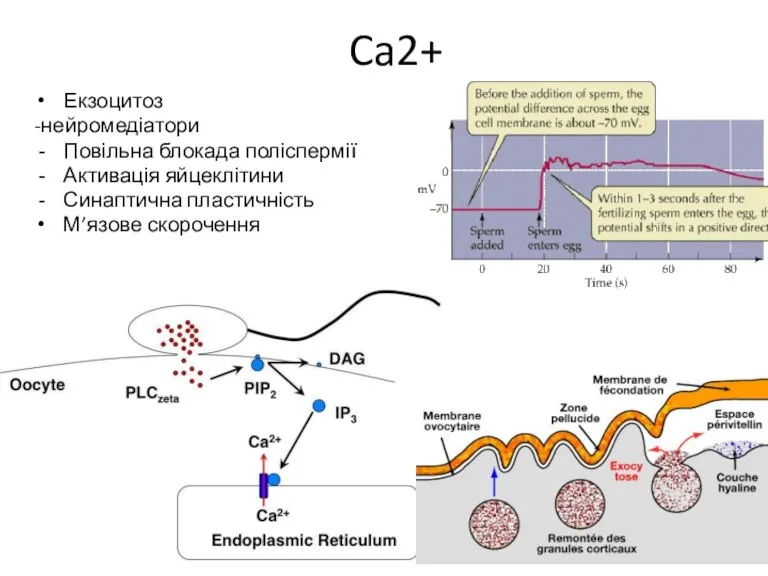 Ca2+ Екзоцитоз -нейромедіатори Повільна блокада поліспермії Активація яйцеклітини Синаптична пластичність М’язове скорочення