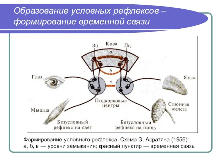 Образование условных рефлексов – формирование временной связи Формирование условного рефлекса. Схема Э.