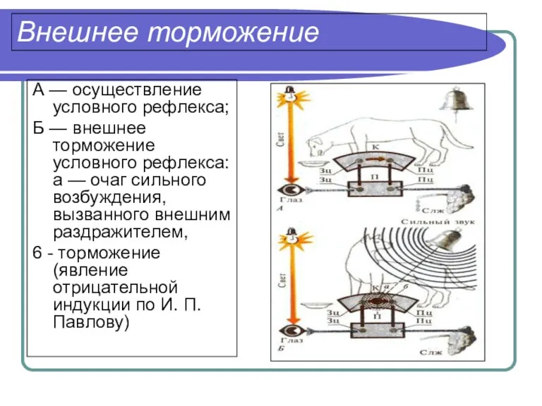 Внешнее торможение А — осуществление условного рефлекса; Б — внешнее торможение условного