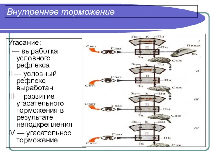 Внутреннее торможение Угасание: I — выработка условного рефлекса II — условный рефлекс