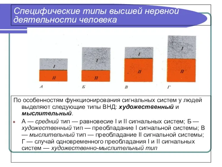 Специфические типы высшей нервной деятельности человека По особенностям функционирования сигнальных систем у