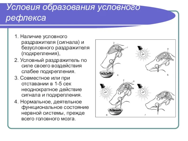 Условия образования условного рефлекса 1. Наличие условного раздражителя (сигнала) и безусловного раздражителя