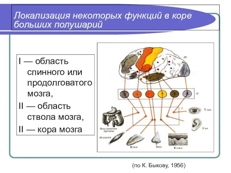 Локализация некоторых функций в коре больших полушарий I — область спинного или