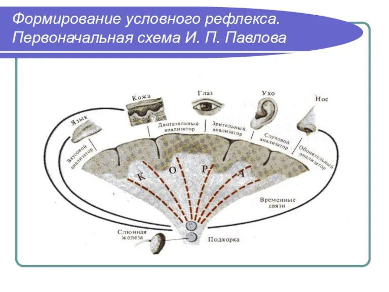 Формирование условного рефлекса. Первоначальная схема И. П. Павлова