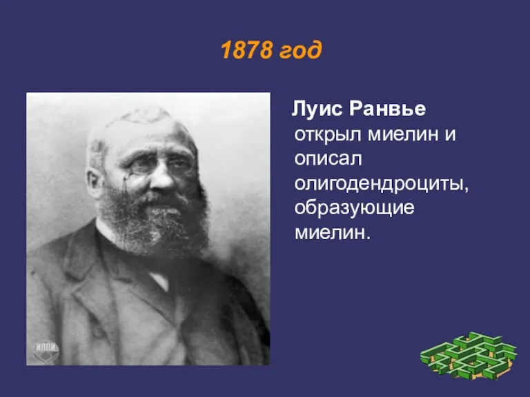 1878 год Луис Ранвье открыл миелин и описал олигодендроциты, образующие миелин.