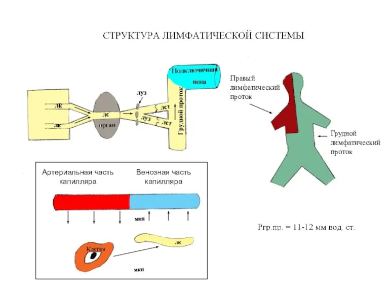 Правый лимфатический проток Грудной лимфатический проток Артериальная часть капилляра Венозная часть капилляра
