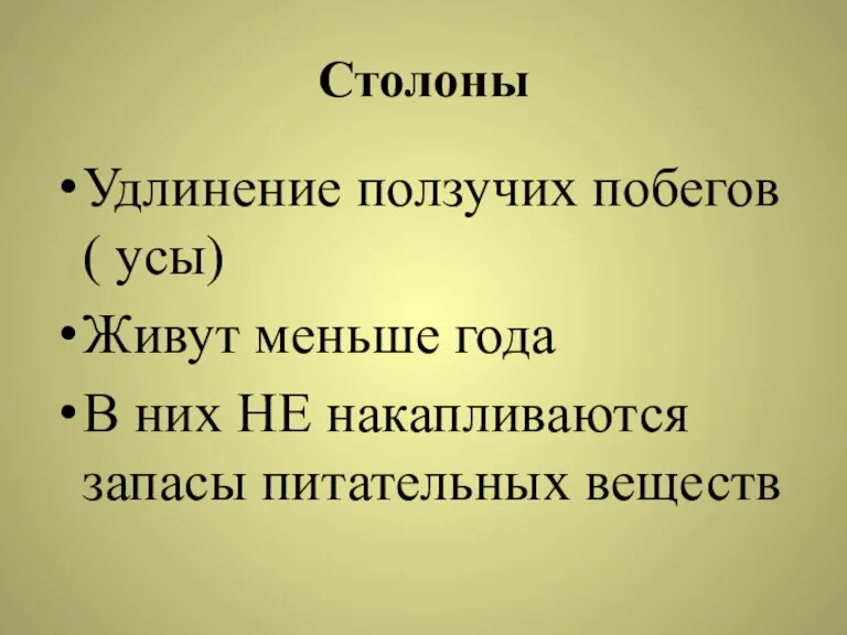 Столоны Удлинение ползучих побегов ( усы) Живут меньше года В них НЕ накапливаются запасы питательных веществ