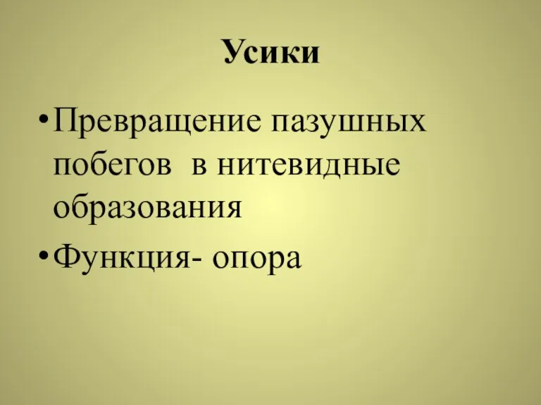 Усики Превращение пазушных побегов в нитевидные образования Функция- опора