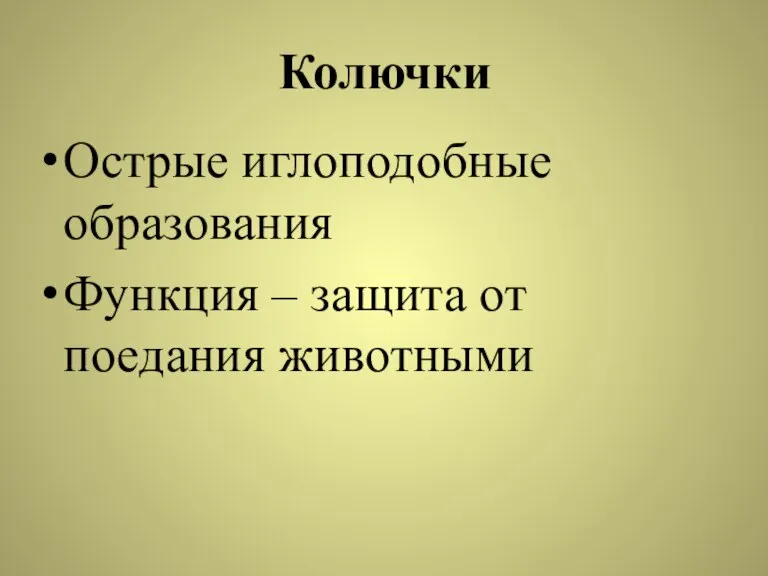 Колючки Острые иглоподобные образования Функция – защита от поедания животными