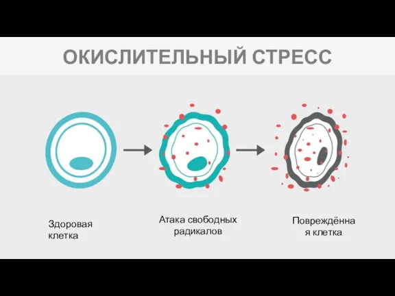 ОКИСЛИТЕЛЬНЫЙ СТРЕСС Здоровая клетка Атака свободных радикалов Повреждённая клетка