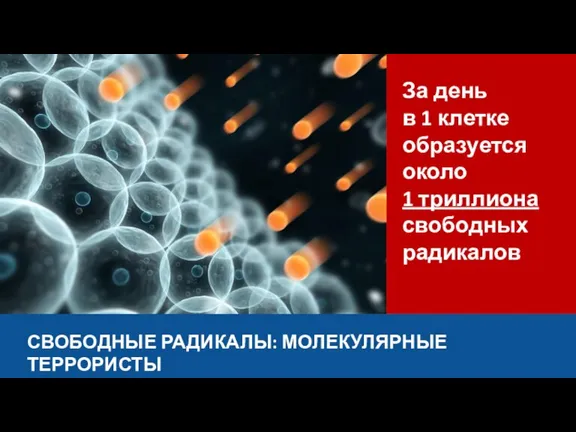 СВОБОДНЫЕ РАДИКАЛЫ: МОЛЕКУЛЯРНЫЕ ТЕРРОРИСТЫ За день в 1 клетке образуется около 1 триллиона свободных радикалов