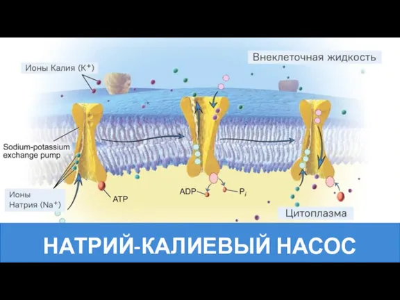 НАТРИЙ-КАЛИЕВЫЙ НАСОС