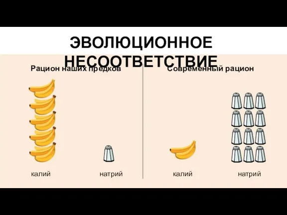 ЭВОЛЮЦИОННОЕ НЕСООТВЕТСТВИЕ Рацион наших предков калий натрий Современный рацион калий натрий