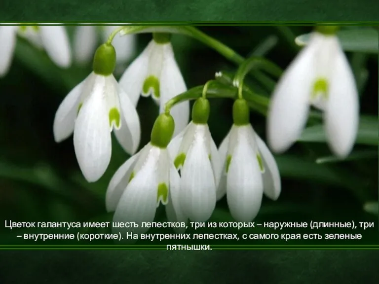 Цветок галантуса имеет шесть лепестков, три из которых – наружные (длинные), три